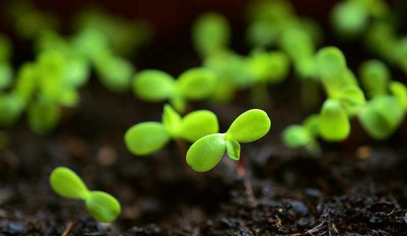 Plant a Garden