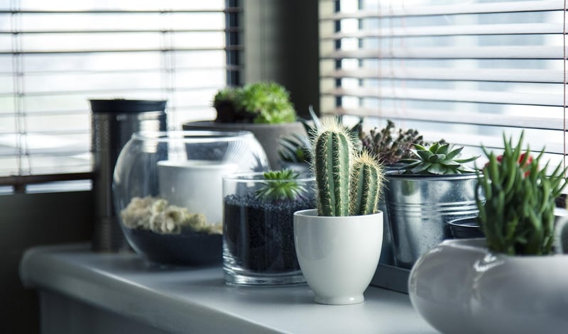 Indoor Herb Garden Kit